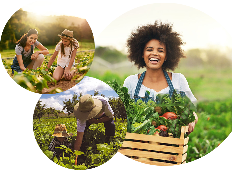 Fotografia de duas mulheres agachadas em uma plantação de verdura. | Fotografia de uma jovem segurando uma caixa com verduras. | Fotografia de um homem e uma criança agachados em uma plantação. 